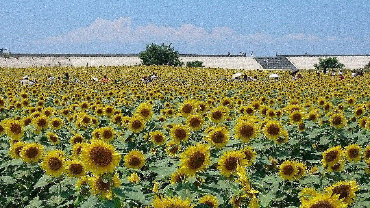 🏞️ 야나가와 무츠고로 랜드 이미지 9